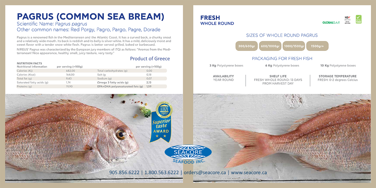 Red Bream Pagrus Madai Snapper